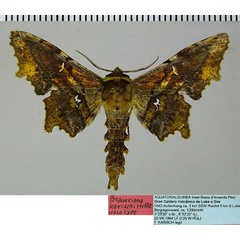/filer/webapps/moths/media/images/K/karischi_Braueriana_HT_ZSM.jpg