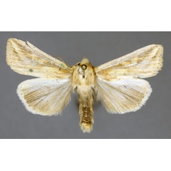 /filer/webapps/moths/media/images/H/homoeoptera_Mythimna_AM_ISEA.jpg