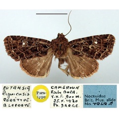 /filer/webapps/moths/media/images/L/ligniensis_Eutamsia_PT_BMNH.jpg
