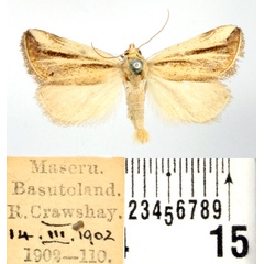 /filer/webapps/moths/media/images/F/flaviceps_Eublemma_AM_BMNH.jpg