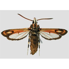 /filer/webapps/moths/media/images/H/hombergi_Rodolphia_HT_MNHN_02.jpg