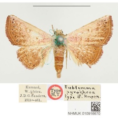 /filer/webapps/moths/media/images/P/pyrochroa_Eublemma_HT_BMNH.jpg