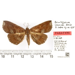 /filer/webapps/moths/media/images/L/laportei_Deinypena_PTF_BMNH.jpg