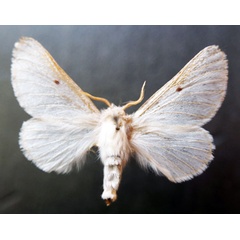 /filer/webapps/moths/media/images/P/pallida_Bombycomorpha_AF_Stroehle.jpg