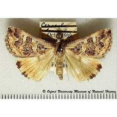 /filer/webapps/moths/media/images/A/albimacula_Cerocala_AM_OUMNH_01.jpg