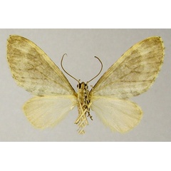/filer/webapps/moths/media/images/L/letouzeyi_Lobidiopteryx_HT_ZSMb.jpg