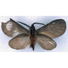 /filer/webapps/moths/media/images/L/latipennis_Metarctia_HT_BMNH_02.jpg