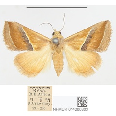 /filer/webapps/moths/media/images/P/perobliqua_Eublemma_PTF_BMNH.jpg