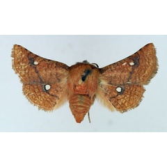 /filer/webapps/moths/media/images/B/binoculata_Dysodia_AM_TMSA.jpg