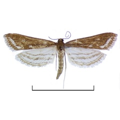 /filer/webapps/moths/media/images/F/fluctuosalis_Parapoynx_AF_BMNH.jpg