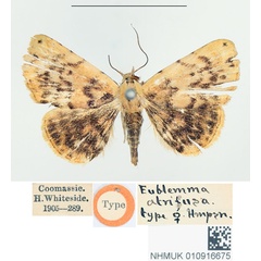 /filer/webapps/moths/media/images/A/atrifusa_Eublemma_HT_BMNH.jpg
