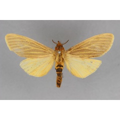/filer/webapps/moths/media/images/R/rhodesiana_Pseudoradiarctia_PLT_BMNH.jpg