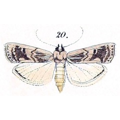 /filer/webapps/moths/media/images/V/villora_Myelois_HT_Felder_1875_137-20.jpg