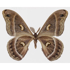/filer/webapps/moths/media/images/K/kipengerensis_Epiphora_AM_Basquinb.jpg