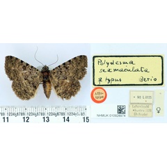 /filer/webapps/moths/media/images/S/sexmaculata_Polydesma_AT_BMNH.jpg