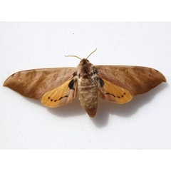 /filer/webapps/moths/media/images/O/occidentalis_Pseudoclanis_A_Goff_01.jpg