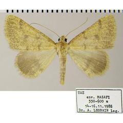 /filer/webapps/moths/media/images/S/sublutearia_Palaeaspilates_AF_ZSM.jpg