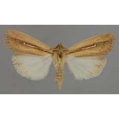/filer/webapps/moths/media/images/U/uncinatus_Leucania_A_RMCA_01.jpg