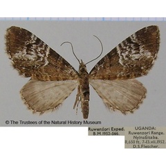 /filer/webapps/moths/media/images/N/nigropolata_Eupithecia_AF_BMNH_02.jpg
