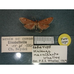 /filer/webapps/moths/media/images/M/maculanota_Kalenga_PT_RMCA_01.jpg