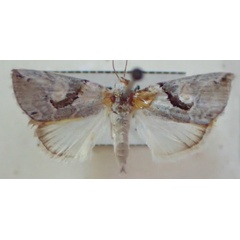 /filer/webapps/moths/media/images/T/tarachoides_Bryophilopsis_A_PZBT.jpg