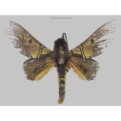 /filer/webapps/moths/media/images/A/alena_Gastroplakaeis_PTM_RMCA.jpg