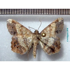 /filer/webapps/moths/media/images/C/crassilimbaria_Chiasmia_AM_Bippus.jpg