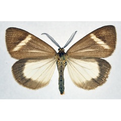 /filer/webapps/moths/media/images/I/itokina_Afronyctemera_AM_NHMO.jpg