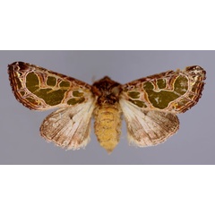 /filer/webapps/moths/media/images/E/elegantissima_Compsotata_A_RMCA_01.jpg