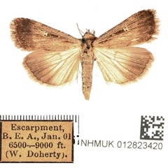/filer/webapps/moths/media/images/E/exsiccata_Tathorhynchus_AF_BMNH_02.jpg