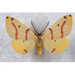/filer/webapps/moths/media/images/R/rubrifasciata_Phoenicocampa_AM_Staude.jpg