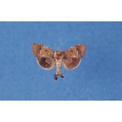 /filer/webapps/moths/media/images/M/mondeensis_Arbelodes_PTM_TMSA.jpg