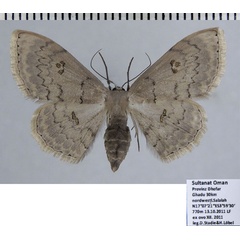 /filer/webapps/moths/media/images/N/nigrimacula_Somatina_AF_ZSM.jpg