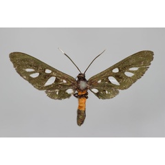 /filer/webapps/moths/media/images/C/chariessa_Amata_A_BMNH.jpg