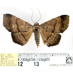 /filer/webapps/moths/media/images/W/woerdenialis_Libystica_AF_BMNH.jpg