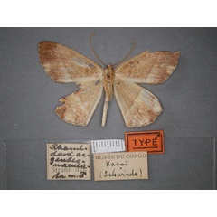 /filer/webapps/moths/media/images/A/argenteomaculata_Melinoessa_HT_RMCA_02.jpg