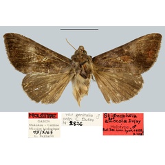 /filer/webapps/moths/media/images/A/allocota_Stigmoplusia_HT_MNHN.jpg