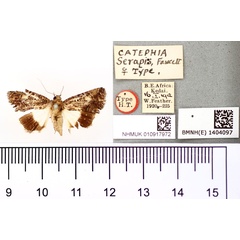 /filer/webapps/moths/media/images/S/serapis_Catephia_HT_BMNH.jpg