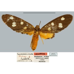 /filer/webapps/moths/media/images/B/bruneata_Thyrosticta_AT_MNHN.jpg