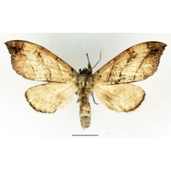 /filer/webapps/moths/media/images/I/integra_Pseudobarobata_AF_Basquin.jpg