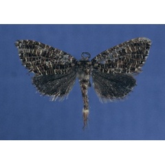 /filer/webapps/moths/media/images/C/charlottae_Salagena_HT_BMNH.jpg