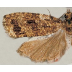 /filer/webapps/moths/media/images/A/aegidia_Argyroploce_HT_BMNH.jpg