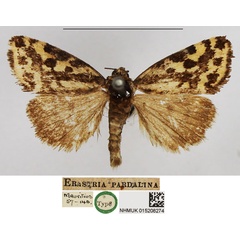 /filer/webapps/moths/media/images/P/pardalina_Erastria_HT_NHMUK.jpg