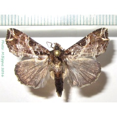 /filer/webapps/moths/media/images/M/maillardi_Callopistria_A_Bippus_02.jpg