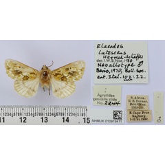 /filer/webapps/moths/media/images/L/lutescens_Elaeodes_NAT_BMNH.jpg