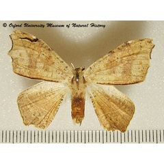 /filer/webapps/moths/media/images/A/andersoni_Epicampoptera_A_OUMNHa_01.jpg