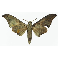 /filer/webapps/moths/media/images/L/lemairei_Falcatula_A_Basquin.jpg