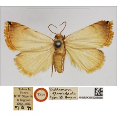 /filer/webapps/moths/media/images/F/flaviciliata_Eublemma_HT_BMNH.jpg