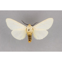 /filer/webapps/moths/media/images/V/viettei_Toulgarctia_PT_BMNH.jpg