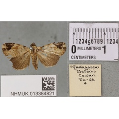 /filer/webapps/moths/media/images/M/melagona_Ozarba_STM_BMNH_03a.jpg